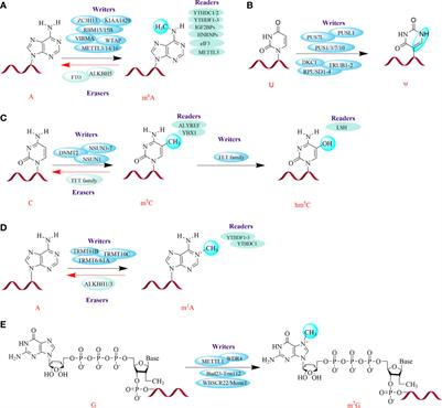 Emerging Role of Epitranscriptomics in Diabetes Mellitus and Its Complications